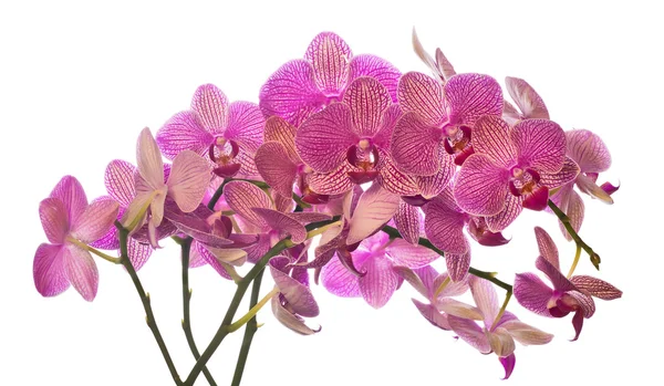 Viele rosa Orchideenblüten auf weißem Grund — Stockfoto
