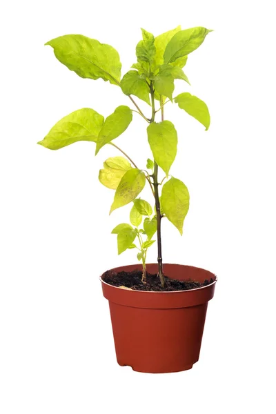 Chili pepper plant in pot isolated on white — Stock Photo, Image