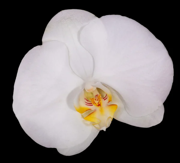 White orchid flower with yellow center on black — Stock Photo, Image