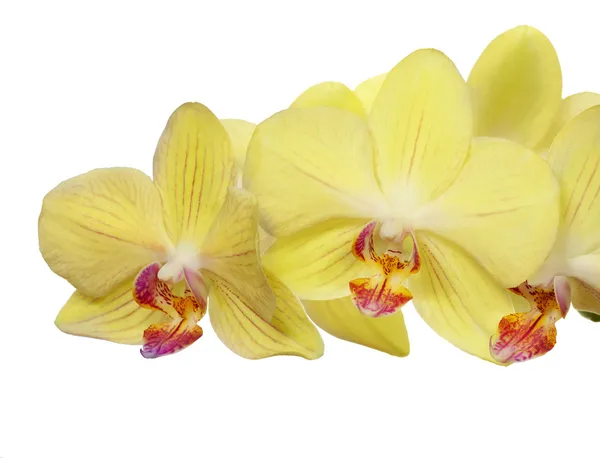 Fiori di orchidea oro brillante isolati su bianco — Foto Stock