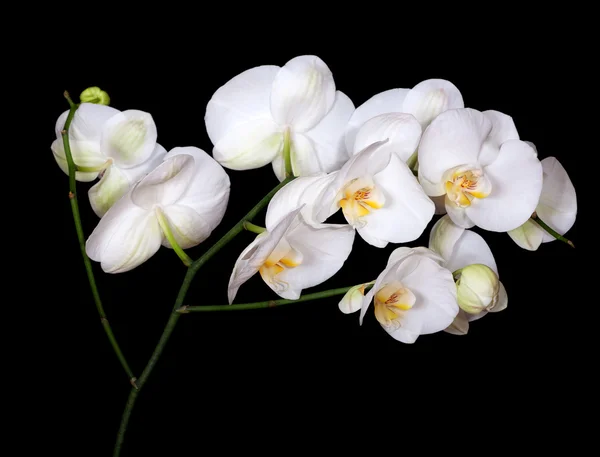 White orchids with yellow centers on black — Stock Photo, Image