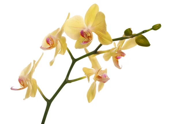 Isolierte zitronengelbe Orchidee floraler Zweig — Stockfoto