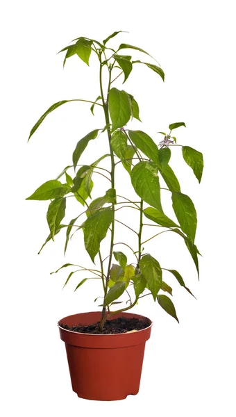 Chili pepper plant in brown pot — Stock Photo, Image