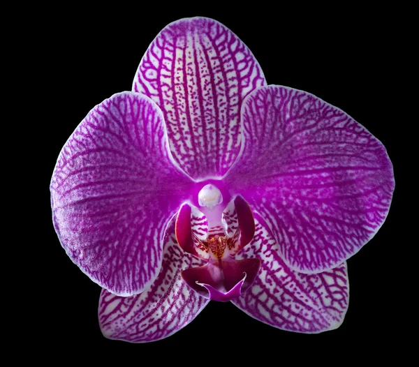 Jeden tmavě růžová izolovaných na černá orchidej — Stock fotografie