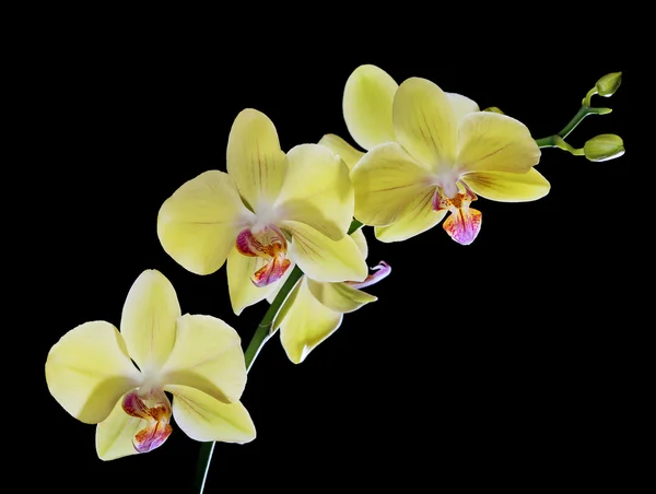 Flores de orquídea de color amarillo claro aisladas en negro —  Fotos de Stock