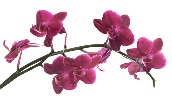 Isoliert auf weißem Zweig mit vielen rosa Orchideen — Stockfoto