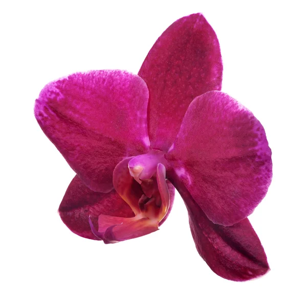 Enda isolerade röd orkidé blomma — Stockfoto