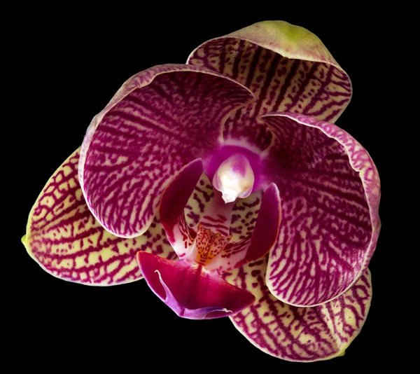 Напіввідкрита рожева квітка орхідеї на чорному — стокове фото