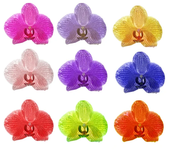 Nove fiori di orchidea di colori isolati su bianco — Foto Stock
