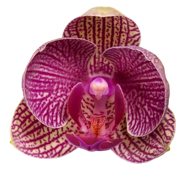 Fiore singolo semi-aperto rosa del orchid su bianco — Foto Stock