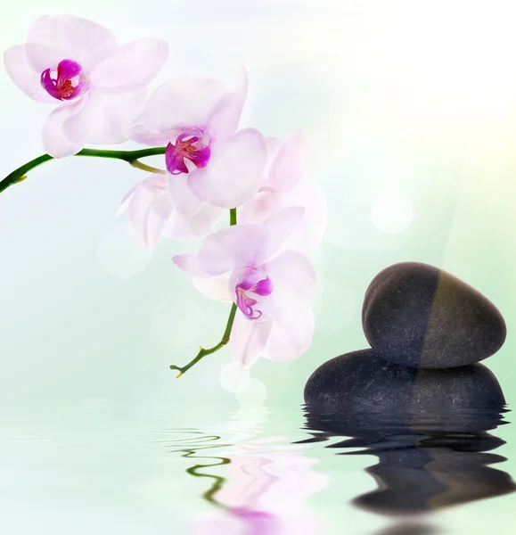 Pink orchids and black stones on light background — Stock Photo, Image