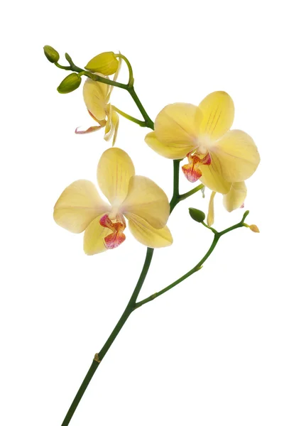 Fiori di orchidea giallo chiaro isolati su bianco — Foto Stock