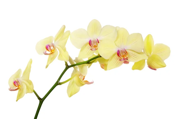 Isolerade citrongul orchid filial — Stockfoto