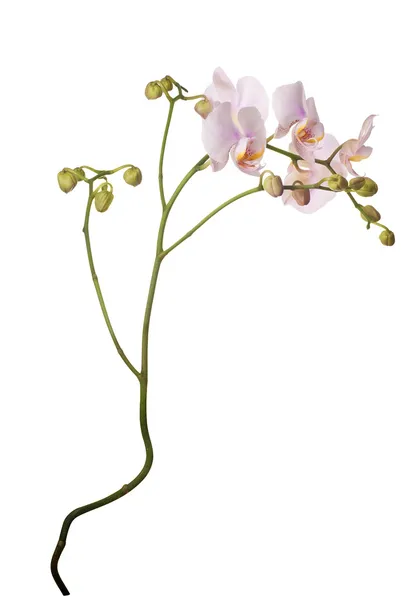Isolierter Zweig mit Knospen und rosa Orchideen — Stockfoto