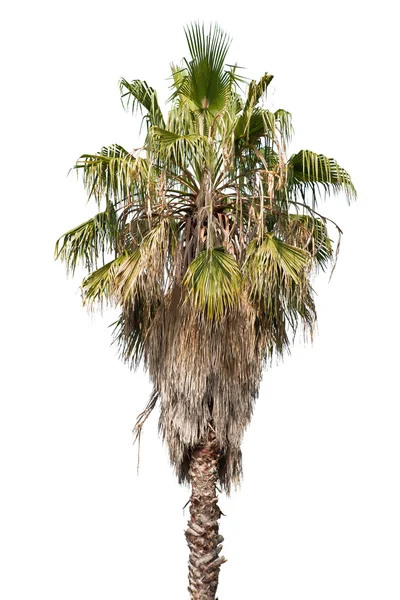 Palma singola isolata su bianco — Foto Stock