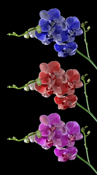 Tre rami di fiori di orchidea isolati su nero — Foto Stock