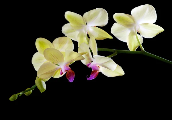 Světle žlutou orchidej větev izolovaných na černém — Stock fotografie