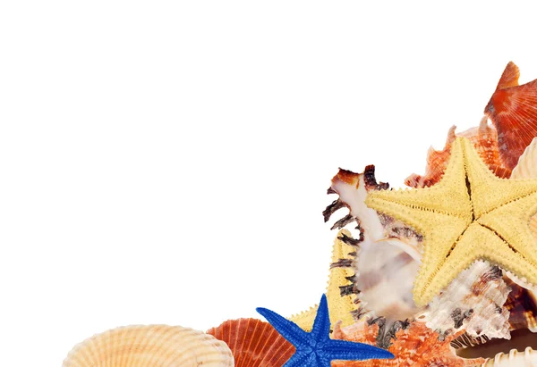 Shellfishes and starfishes corner — Stock Photo, Image