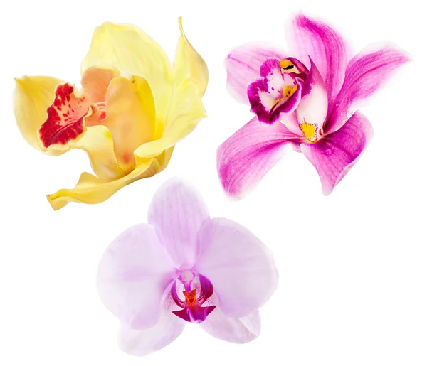 Drei isolierte Orchideenblüten Set — Stockfoto