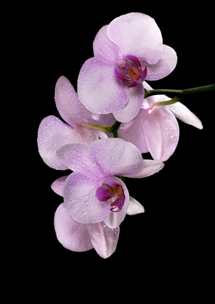 Lichte roze orchideebloem tak in druppels op zwart — Stockfoto