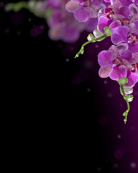 Dark pink orchid flowers composition on black — Stock Photo, Image