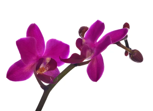 Pequeñas flores de orquídea de color rosa oscuro en blanco —  Fotos de Stock