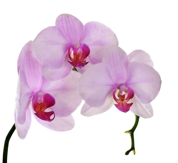 Drei hellrosa Orchideen auf Zweig — Stockfoto