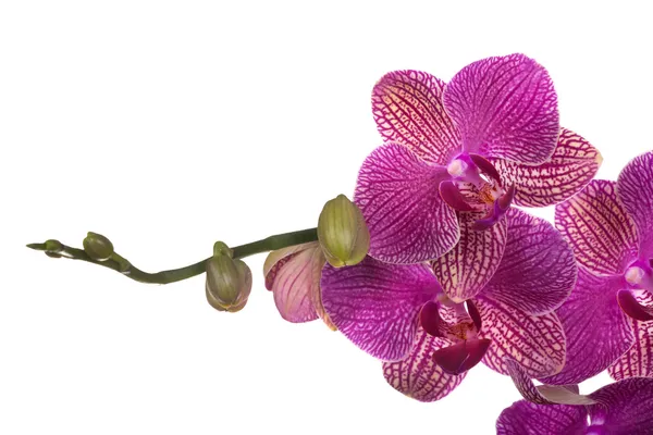 Větve s pupeny a tmavě růžové orchideje na bílém pozadí — Stock fotografie
