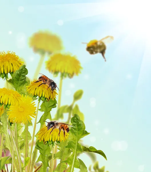 Bijen op gele paardebloem bloemen — Stockfoto