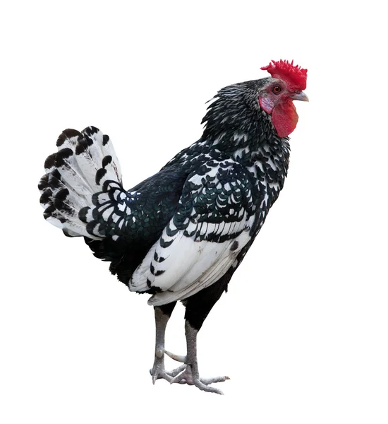 Gallo bianco e nero isolato — Foto Stock