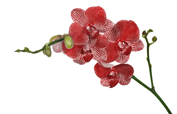 Beyaz izole kırmızı orkide çiçekleri — Stok fotoğraf