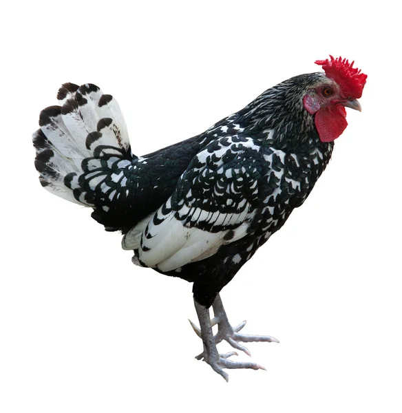 Gallo isolato bianco e nero — Foto Stock