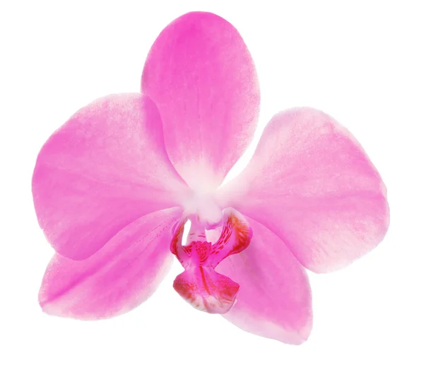 Única flor de orquídea rosa no branco — Fotografia de Stock