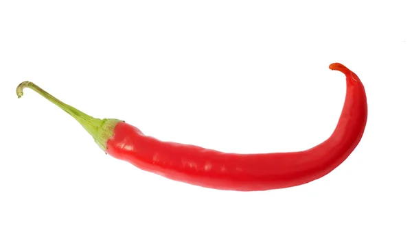 Single curled chilli pepper on white — Stock Photo, Image