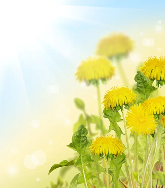 Yellow bright dandelion flowers under sun — Stock Photo, Image