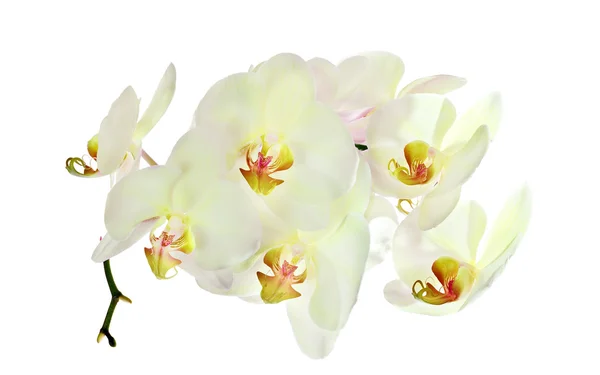 Orkidéer med gula centra på vit — Stockfoto