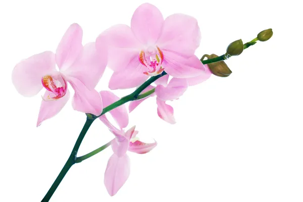 Isolated pink floral orchid branch — Stock Photo, Image