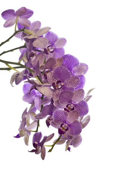 Molti fiori di orchidea lilla su bianco — Foto Stock