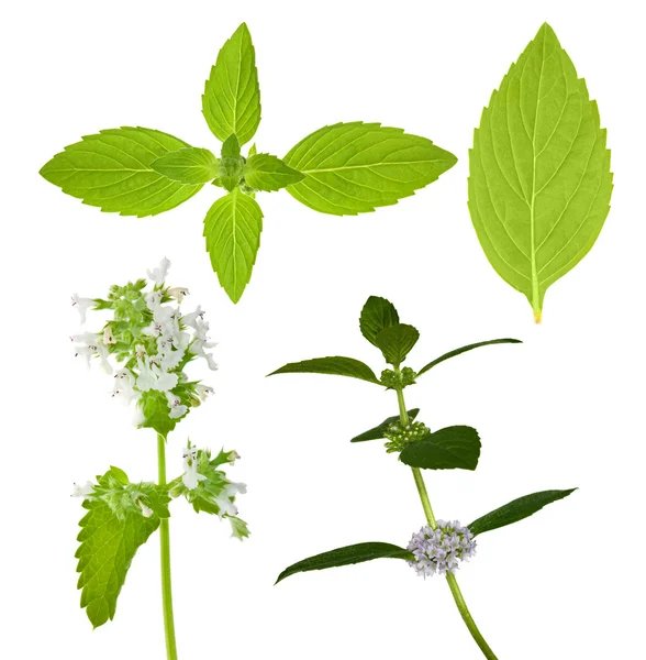 Conjunto de hojas de menta aisladas — Foto de Stock