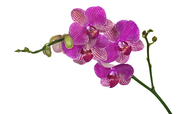 Темно-розовые цветы орхидеи изолированы на белом — стоковое фото