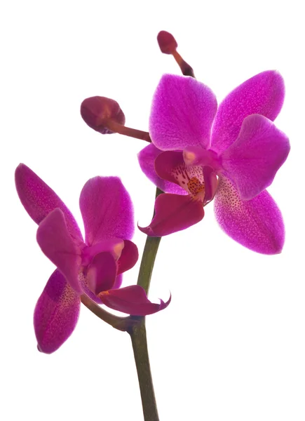Geïsoleerd op witte tak met twee roze orchideeën — Stockfoto