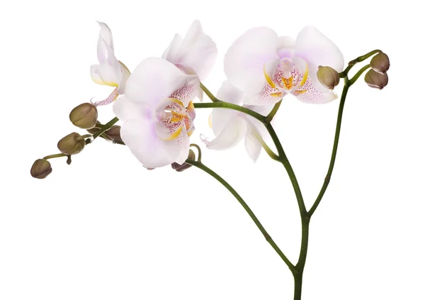 Spotted light pink isolated orchids — Stock Photo, Image