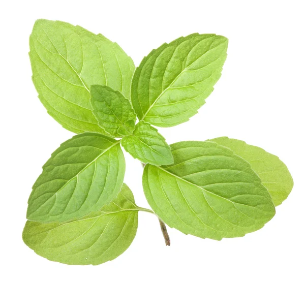 Isolated eight green mint leaves — Stock Photo, Image