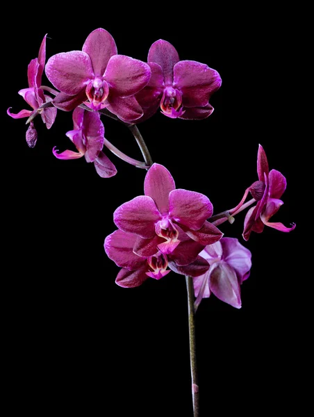 Tmavě růžové orchideje větev izolované na černém pozadí — Stock fotografie