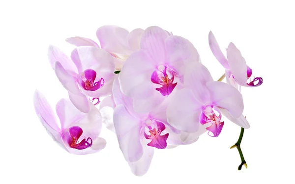 Orchidee con centri rosa su bianco — Foto Stock