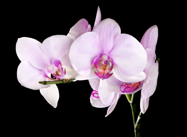 Světle růžové květy orchidejí větev na černém pozadí — Stock fotografie