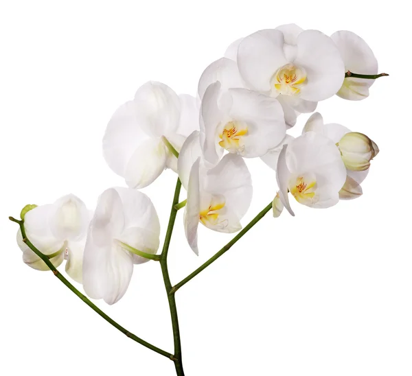 Witte geïsoleerde orchideebloem branch — Stockfoto