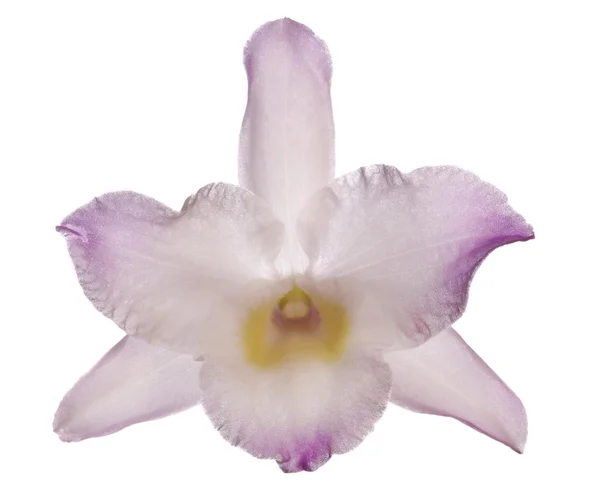 Pojedyncze światło bez orchidea kwiat na białym tle — Zdjęcie stockowe