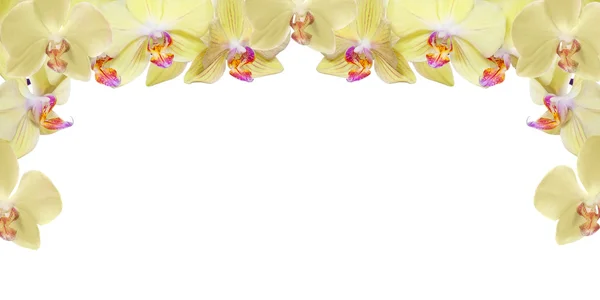 Cornice di fiori di orchidea giallo chiaro haf — Foto Stock