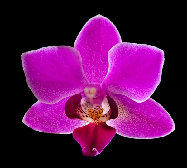 Kleine dunkelrosa isoliert auf schwarzer Orchidee — Stockfoto